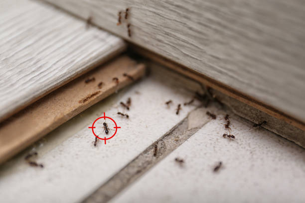 Best Pest Removal Services  in New Athens, IL