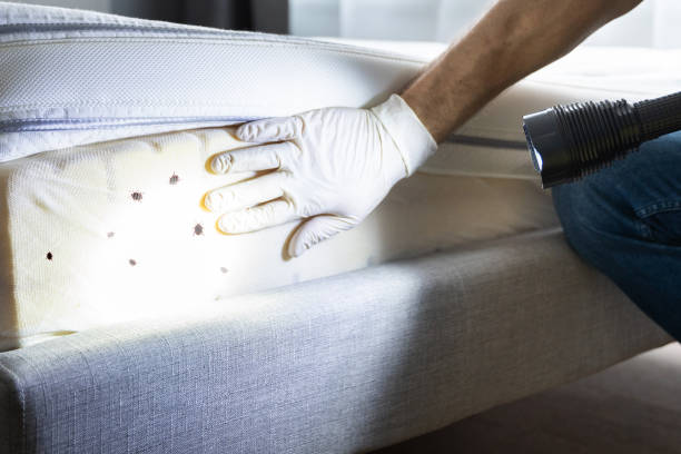 Best Emergency Pest Control  in New Athens, IL