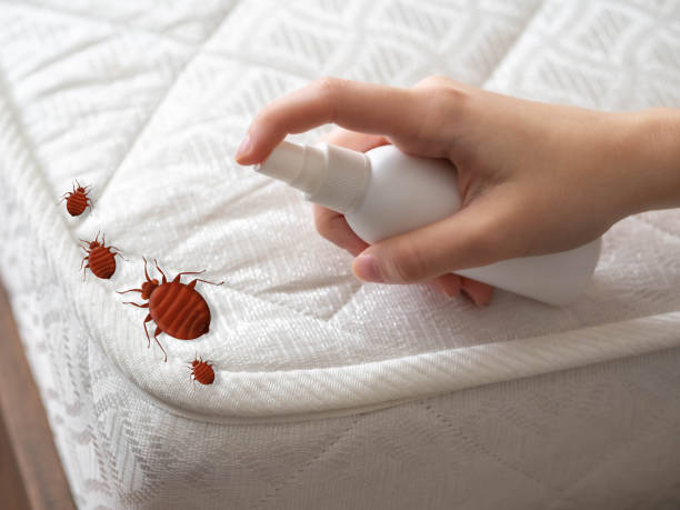 Best Affordable Pest Control Services  in New Athens, IL