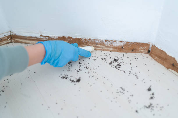 Best Termite Control Services  in New Athens, IL
